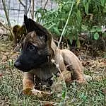 Chien, Plante, Carnivore, Race de chien, Working Animal, Faon, Chien de compagnie, Berger allemand, Terrestrial Animal, Herbe, Museau, Canidae, Terrestrial Plant, Working Dog, Groundcover, Guard Dog, Hunting Dog