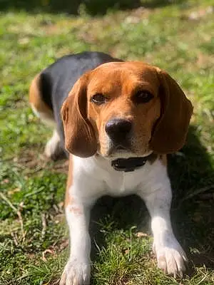 Beagle Chien Bella