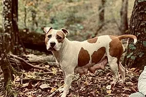 Nom American Staffordshire Terrier Chien Olia