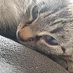 Head, Chat, Yeux, Carnivore, Felidae, Small To Medium-sized Cats, Grey, Moustaches, Faon, Comfort, Museau, Close-up, Patte, Poil, Domestic Short-haired Cat, Sieste, Sleep, Terrestrial Animal, Griffe