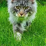 Chat, Felidae, Carnivore, Green, Plante, Small To Medium-sized Cats, Herbe, Moustaches, Groundcover, Grassland, Terrestrial Animal, Meadow, Museau, Pelouse, Queue, Poil, Domestic Short-haired Cat, Herb