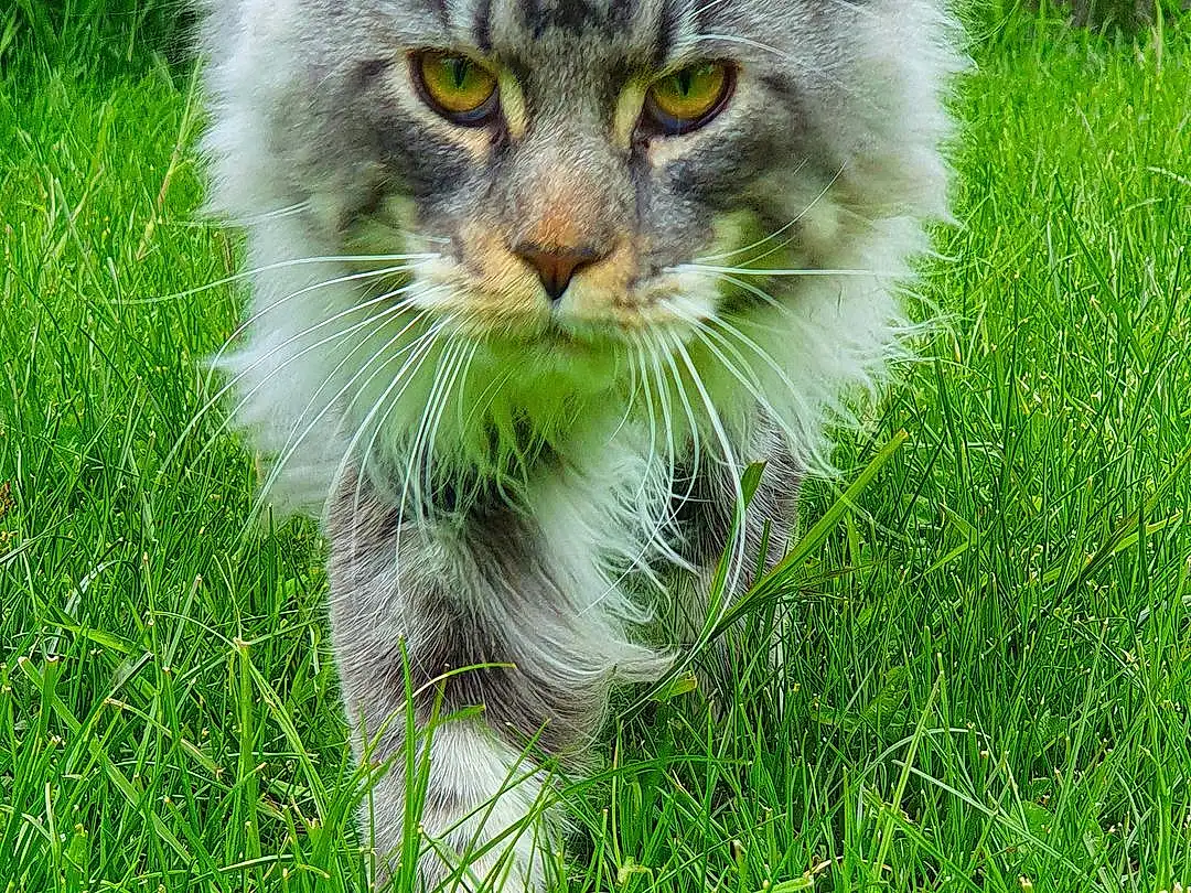 Chat, Felidae, Carnivore, Green, Plante, Small To Medium-sized Cats, Herbe, Moustaches, Groundcover, Grassland, Terrestrial Animal, Meadow, Museau, Pelouse, Queue, Poil, Domestic Short-haired Cat, Herb