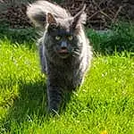Chat, Yeux, Felidae, Carnivore, Small To Medium-sized Cats, Moustaches, Herbe, Terrestrial Animal, Groundcover, Race de chien, Chats noirs, Museau, Queue, Domestic Short-haired Cat, Poil, Canidae, Plante, Patte