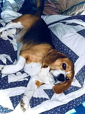 Nom Beagle Chien Rasta