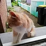Chat, Plante, Fenêtre, Felidae, Carnivore, Bois, Small To Medium-sized Cats, Moustaches, Faon, Waste Container, Queue, Arbre, Museau, Herbe, Poil, Domestic Short-haired Cat, Windshield