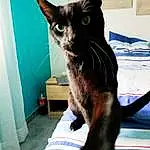 Chat, Bleu, Felidae, Carnivore, Small To Medium-sized Cats, Moustaches, Comfort, Queue, Museau, Chats noirs, Electric Blue, Domestic Short-haired Cat, Patte, Poil, Griffe, Human Leg, Havana Brown, Stairs, Linens, Foot