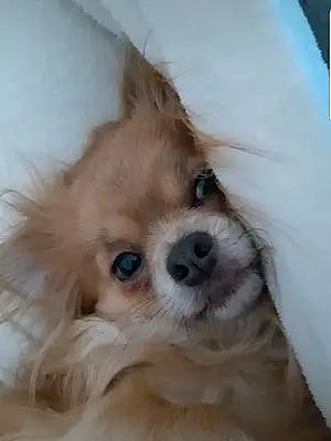 Nom Chihuahua Chien Cracotte