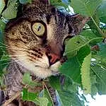 Chat, Moustaches, Small To Medium-sized Cats, Felidae, Leaf, European Shorthair, Arbre, Chat tigrÃ©, Pixie-bob, Domestic Short-haired Cat, Carnivore, Plante, Museau, Dragon Li, Chat sauvage, Toyger, Branch, Rusty-spotted Cat, Chat de lâ€™EgÃ©e