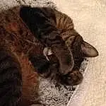 Chat, Felidae, Small To Medium-sized Cats, Chat tigrÃ©, Poil, Chatons, Griffe, Patte, Carnivore, European Shorthair, Pixie-bob, Queue, Sleep, Moustaches, Domestic Short-haired Cat, Sieste, Maine Coon, Polydactyl Cat, Dragon Li, Faon