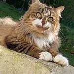 Chat, Plante, Felidae, Carnivore, Small To Medium-sized Cats, Faon, Moustaches, Bois, Herbe, Queue, Museau, Terrestrial Animal, Arbre, Domestic Short-haired Cat, Poil, Griffe, Patte, FenÃªtre, Assis, Maine Coon