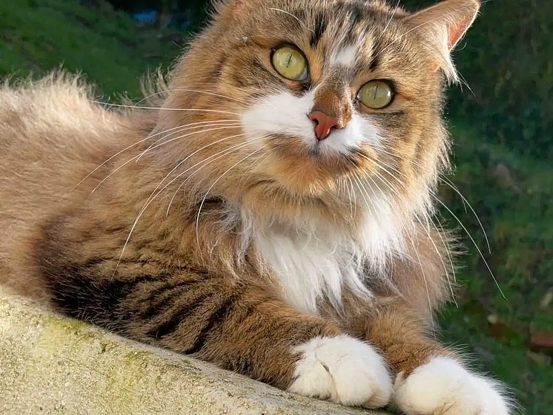 Chat, Plante, Felidae, Carnivore, Small To Medium-sized Cats, Faon, Moustaches, Bois, Herbe, Queue, Museau, Terrestrial Animal, Arbre, Domestic Short-haired Cat, Poil, Griffe, Patte, FenÃªtre, Assis, Maine Coon