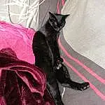 Chat, Comfort, Bombay, Carnivore, Grey, Felidae, Moustaches, Small To Medium-sized Cats, Queue, Museau, Magenta, Chats noirs, Formal Wear, Poil, Domestic Short-haired Cat, Linens, Carmine, Bed, Pattern, Sleeve
