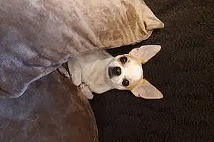 Nom Chihuahua Chien Pilou