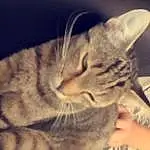 Chat, Small To Medium-sized Cats, Moustaches, Felidae, European Shorthair, Dragon Li, Egyptian Mau, Chat tigrÃ©, Ocicat, American Shorthair, Carnivore, Californian Spangled, Asiatique, Yeux, Domestic Short-haired Cat, Oreille, Chatons, Pixie-bob, Bengal, Poil