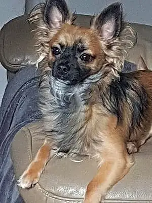 Nom Chihuahua Chien Kouki