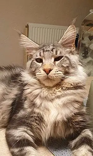 Nom Maine Coon Chat Rossi