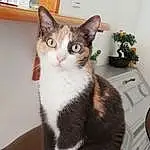 Chat, Plante, Carnivore, Felidae, Moustaches, Small To Medium-sized Cats, Houseplant, Museau, Flowerpot, Queue, Poil, Domestic Short-haired Cat, Fleur, Patte, Assis, Comfort, Table, Box