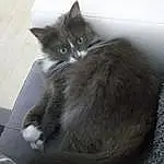Chat, Small To Medium-sized Cats, Felidae, Moustaches, Carnivore, NorvÃ©gien, Domestic Short-haired Cat, Domestic Long-haired Cat, Nebelung, Chatons, European Shorthair, SibÃ©rien, Ragamuffin, Maine Coon, British Semi-longhair