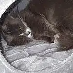 Chat, Small To Medium-sized Cats, Felidae, Moustaches, British Shorthair, Korat, Nebelung, Yeux, Museau, Carnivore, Chartreux, Black-and-white, Poil, Chats noirs, Chatons, Domestic Short-haired Cat, British Longhair, Queue