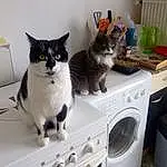 Chat, Felidae, Small To Medium-sized Cats, Washing Machine, European Shorthair, Domestic Short-haired Cat, Moustaches, Room, Clothes Dryer, Carnivore, Major Appliance, Chatons, Polydactyl Cat