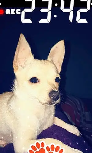 Nom Chihuahua Chien Popy
