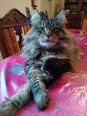 Nom Maine Coon Chat Pumba