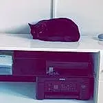 Chat, Felidae, Rectangle, Purple, Grey, Shelving, Carnivore, Violet, Material Property, Magenta, Font, Small To Medium-sized Cats, Electronic Device, Electronic Instrument, Technology, Bois, Dvd Recorder, Hardwood, Gadget