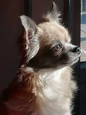 Nom Chihuahua Chien Mandy