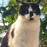 Chat, Plante, Felidae, Arbre, Carnivore, Small To Medium-sized Cats, Moustaches, Faon, Queue, Herbe, Trunk, Domestic Short-haired Cat, Poil, Terrestrial Animal, Twig, Patte, Assis, LÃ©gende de la photo