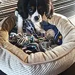Chien, Carnivore, Dog Supply, Race de chien, Chien de compagnie, Felidae, Moustaches, Comfort, Museau, Electric Blue, Cavalier King Charles Spaniel, Poil, Toy Dog, Pet Supply, Personal Protective Equipment, Circle, Canidae, Animal Shelter, Arbre