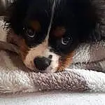 Chien, Race de chien, Carnivore, King Charles Spaniel, Chien de compagnie, Moustaches, Faon, Cavalier King Charles Spaniel, Toy Dog, Épagneul, Museau, Terrestrial Animal, Working Animal, Canidae, Bored, Poil, Comfort, Door, Liver
