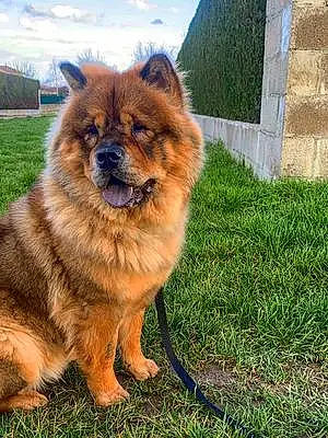 Nom Chow Chow Chien Robine