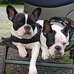 Chien, Bulldog, Race de chien, Carnivore, Chien de compagnie, Working Animal, Faon, Oreille, Museau, Herbe, Canidae, Plante, Terrestrial Animal, Boston Terrier, Comfort, Bouledogue, Toy Dog, Non-sporting Group, Collar