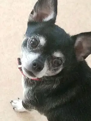 Nom Chihuahua Chien Kiera