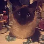 Chat, Siamois, Small To Medium-sized Cats, Sacré de Birmanie, Felidae, Moustaches, Balinais, Himalayan, Tonkinese, Carnivore, Yeux, Thai, Snowshoe, Museau, Chatons, Ragdoll, Domestic Long-haired Cat, Javanese, Ojos Azules