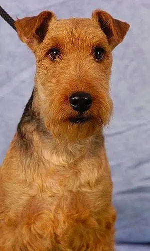 Welsh Terrier Chien Gribouille