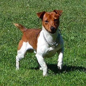Nom Jack Russell Chien Sparco