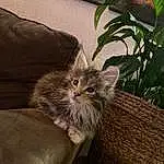 Chat, Plante, Felidae, Carnivore, Small To Medium-sized Cats, Comfort, Faon, Terrestrial Animal, Moustaches, Museau, Domestic Short-haired Cat, Queue, Poil, British Longhair, Couch, Griffe, Bois, Patte, Houseplant