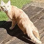 Chat, Felidae, Carnivore, Small To Medium-sized Cats, Moustaches, Faon, Terrestrial Animal, Queue, Herbe, Domestic Short-haired Cat, Patte, Poil, Road Surface, Griffe, Assis, Foot, Shadow