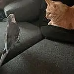 Chat, Bird, Couch, Comfort, Grey, Bois, Faon, Carnivore, Felidae, Queue, Pillow, Studio Couch, Moustaches, Human Leg, Hardwood, Linens, Poil, Darkness, Throw Pillow