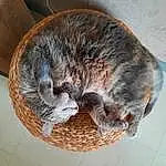 Chat, Felidae, Carnivore, Cat Bed, Small To Medium-sized Cats, Comfort, Moustaches, Cat Supply, Queue, Pet Supply, Poil, Domestic Short-haired Cat, Terrestrial Animal, Sieste, Bois