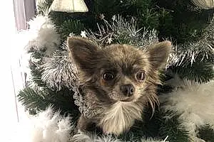 Nom Chihuahua Chien Hooper