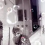Chat, Felidae, Carnivore, Purple, Interior Design, Small To Medium-sized Cats, Grey, Style, Comfort, Moustaches, Noir & Blanc, Poil, House, Domestic Short-haired Cat, Room, Monochrome, Ceiling, Living Room, Home Appliance