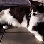 Chat, Carnivore, Style, Black-and-white, Felidae, Moustaches, Queue, Museau, Small To Medium-sized Cats, Noir & Blanc, Foot, Human Leg, Poil, Monochrome, Domestic Short-haired Cat, Patte, Shadow, Assis