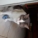 Chat, Felidae, Carnivore, Small To Medium-sized Cats, Bois, Moustaches, Museau, Queue, Hardwood, Domestic Short-haired Cat, Poil, Door, Room, Patte, Box