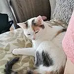 Chat, Felidae, Small To Medium-sized Cats, Moustaches, Carnivore, Chat de l’Egée, European Shorthair, Museau, Chatons, Jambe, Poil, American Wirehair, Domestic Short-haired Cat, Oreille, Patte, Asiatique, Faon, Queue, Polydactyl Cat
