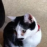 Chat, Yeux, Felidae, Carnivore, Race de chien, Small To Medium-sized Cats, Moustaches, Chien de compagnie, Queue, Museau, Patte, Poil, Domestic Short-haired Cat, Collar, Foot, Griffe, Canidae, Carmine, Hardwood