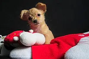 Nom Chihuahua Chien Izie