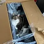 Chat, Shipping Box, Felidae, Carnivore, Grey, Bois, Small To Medium-sized Cats, Moustaches, Box, Packaging And Labeling, Carton, Comfort, Domestic Short-haired Cat, Cardboard, Poil, Packing Materials, Paper, Queue, Paper Product, Room
