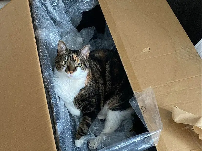Chat, Shipping Box, Felidae, Carnivore, Grey, Bois, Small To Medium-sized Cats, Moustaches, Box, Packaging And Labeling, Carton, Comfort, Domestic Short-haired Cat, Cardboard, Poil, Packing Materials, Paper, Queue, Paper Product, Room